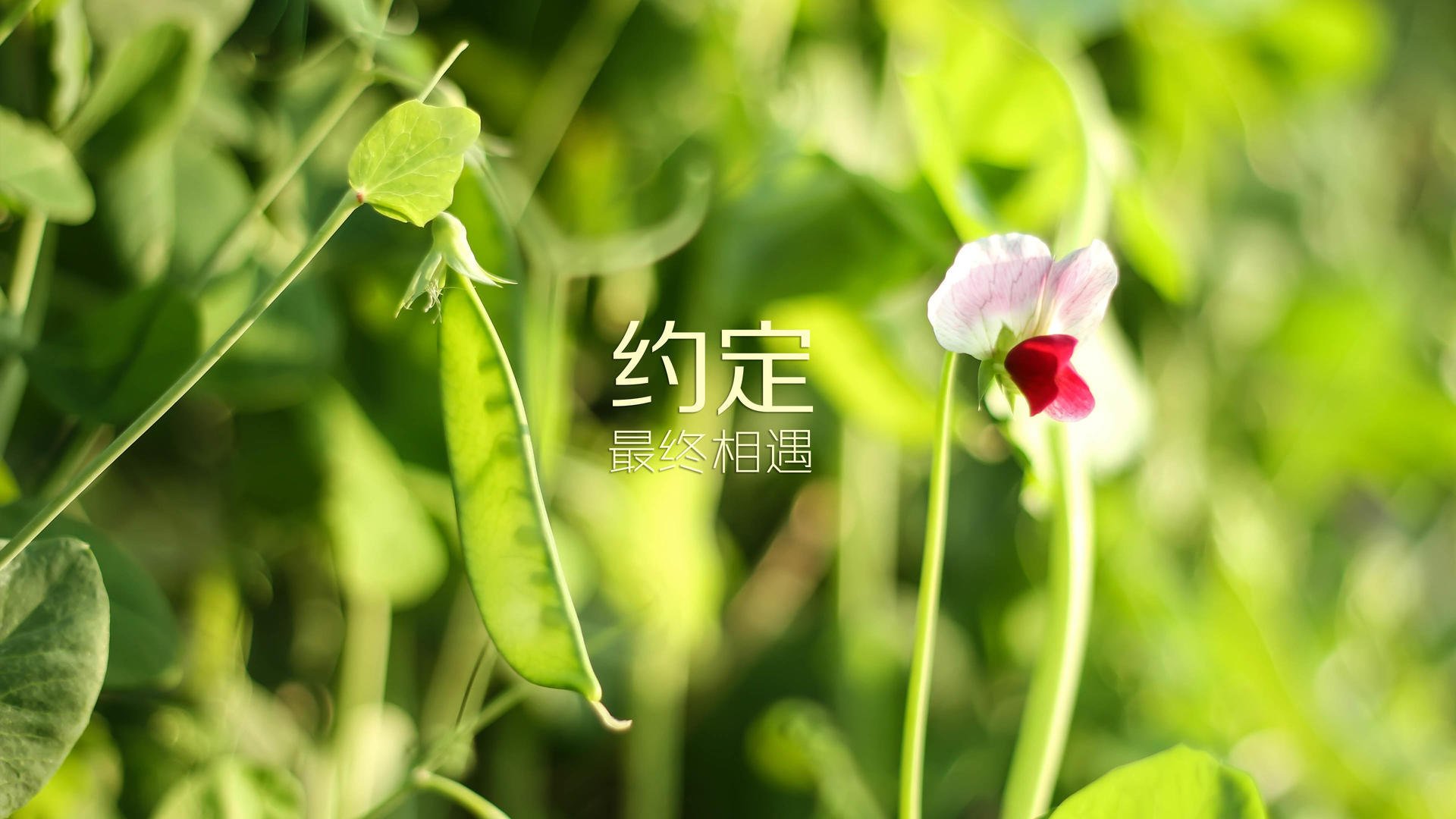 独舞时刻,总决赛夜的米切尔无争议最佳