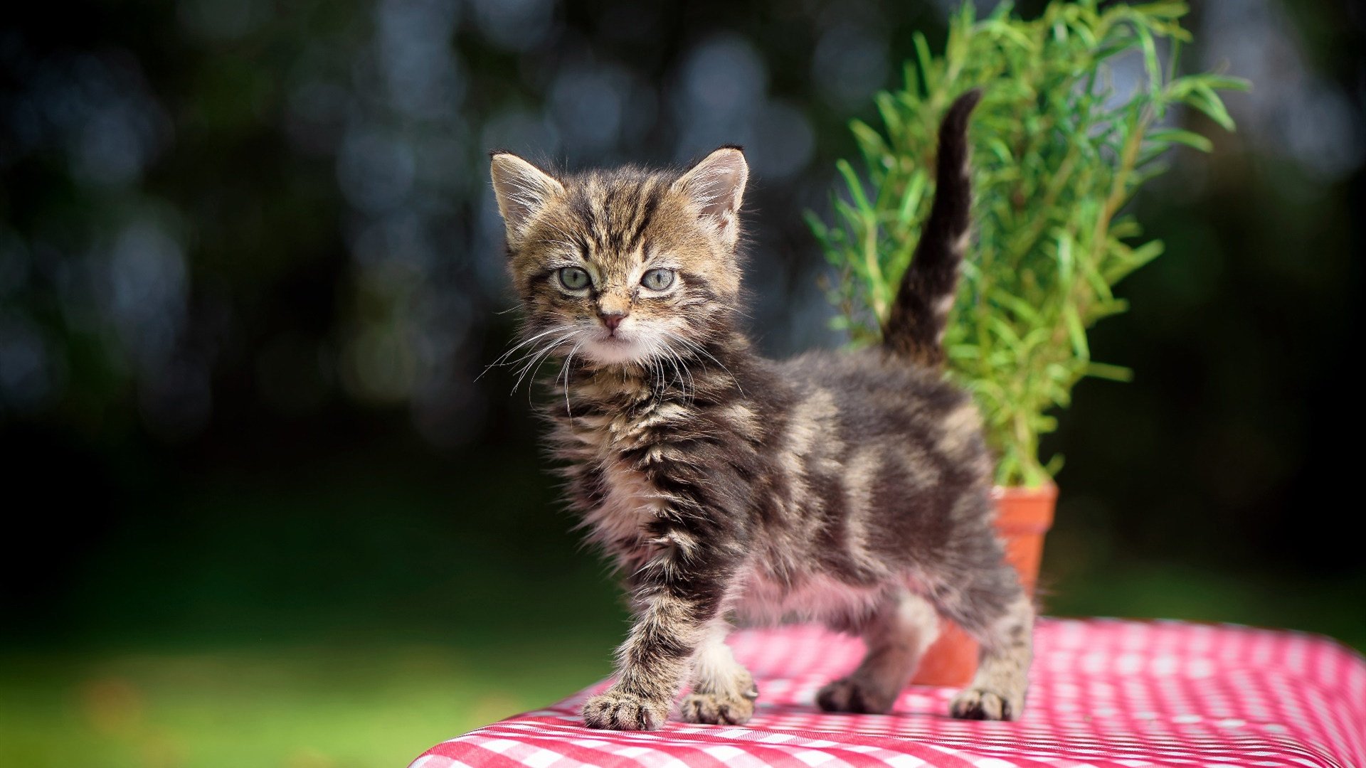 命运转折之夜，东决关键战独行侠如何全面粉碎浙江队