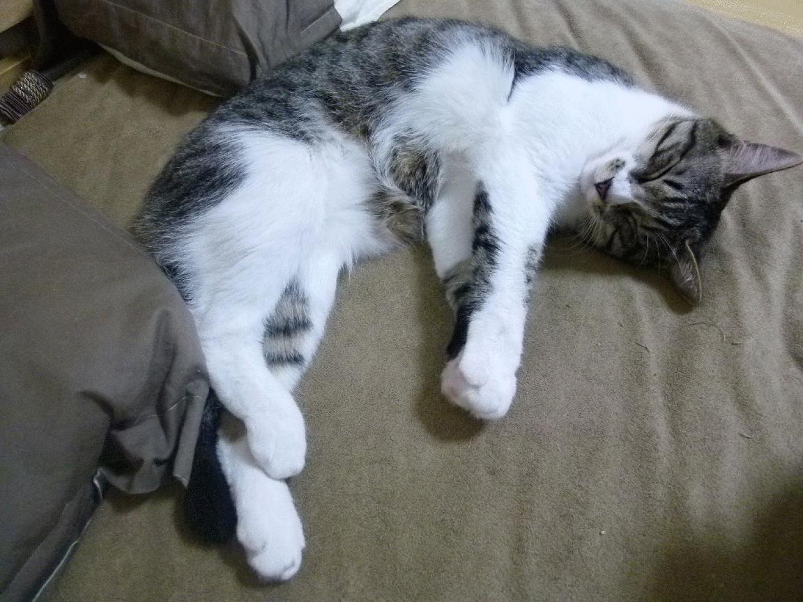 胜利的种子深埋于黑暗处,久保建英如何为乌克兰点燃争冠希望