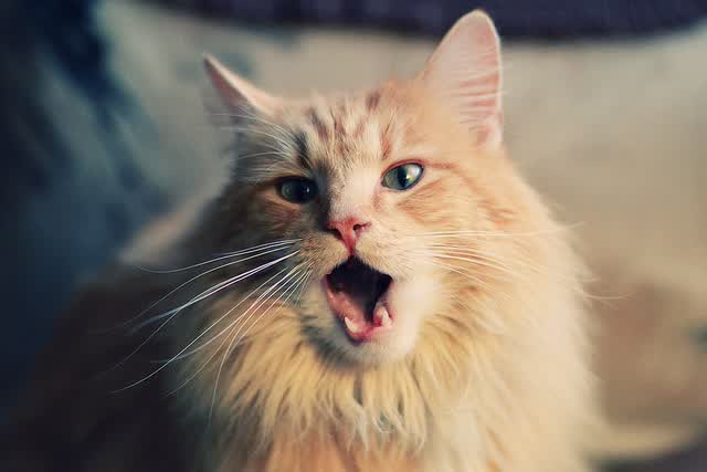 绝代双骄终章，C罗导演亚洲之光逆转枫叶军团，2026世界杯史诗级巅峰对决